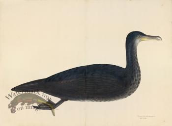 COMORANT, JUVIENILE . PL 11